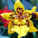 Tiger Crow 'Golden Girl' HCC/AOS